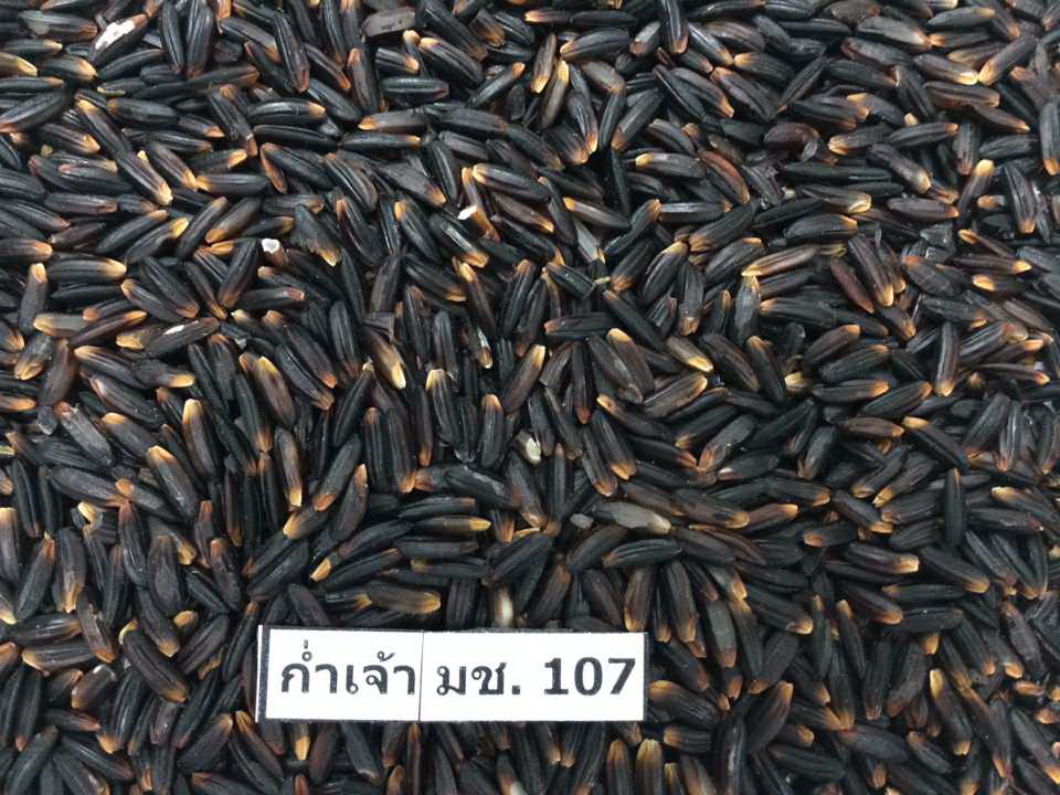 ข้าวก่ำเจ้า มช.107