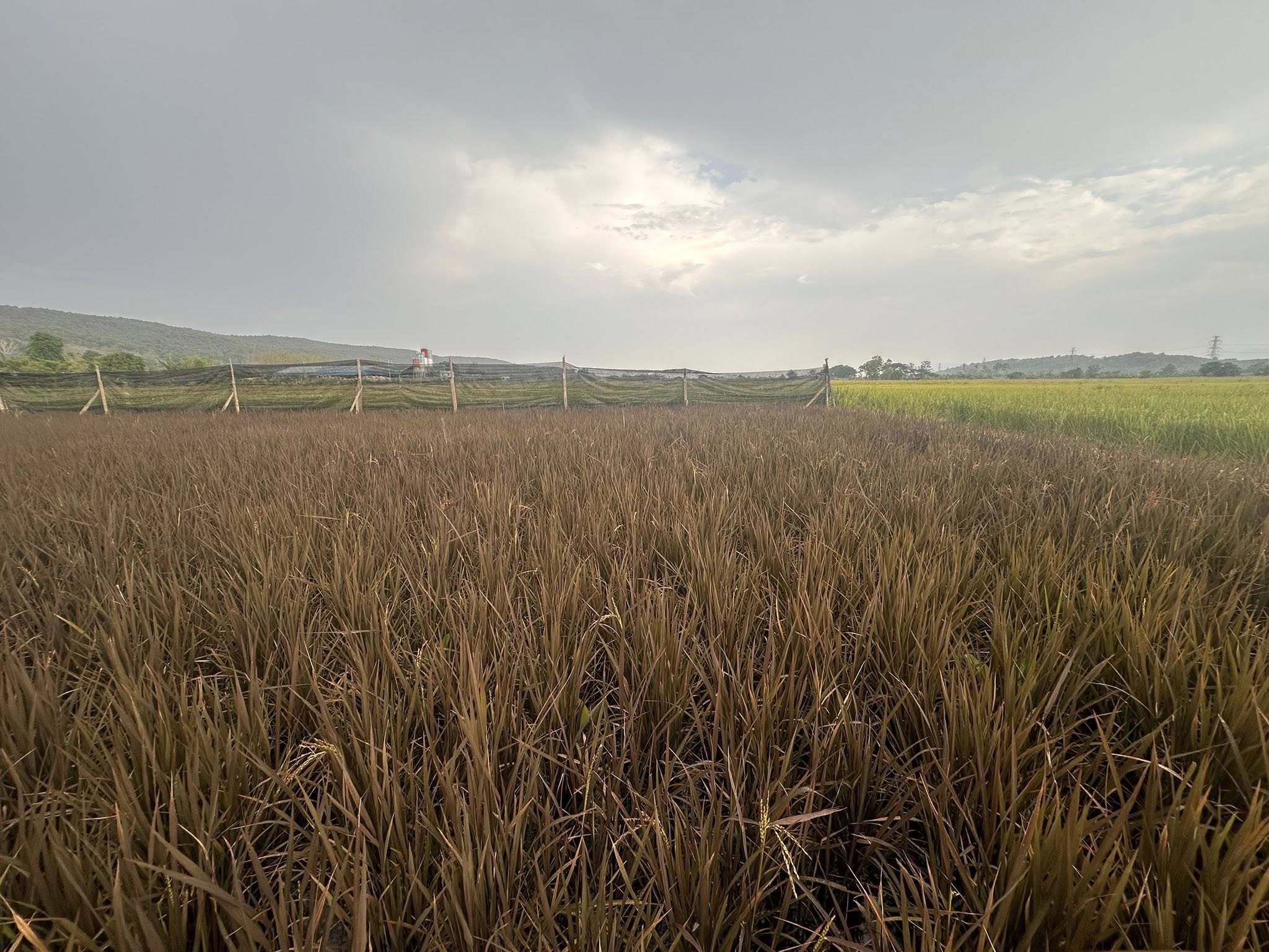 กลุ่มเกษตรอินทรีย์บ้านโพธิ์ทองเจริญ