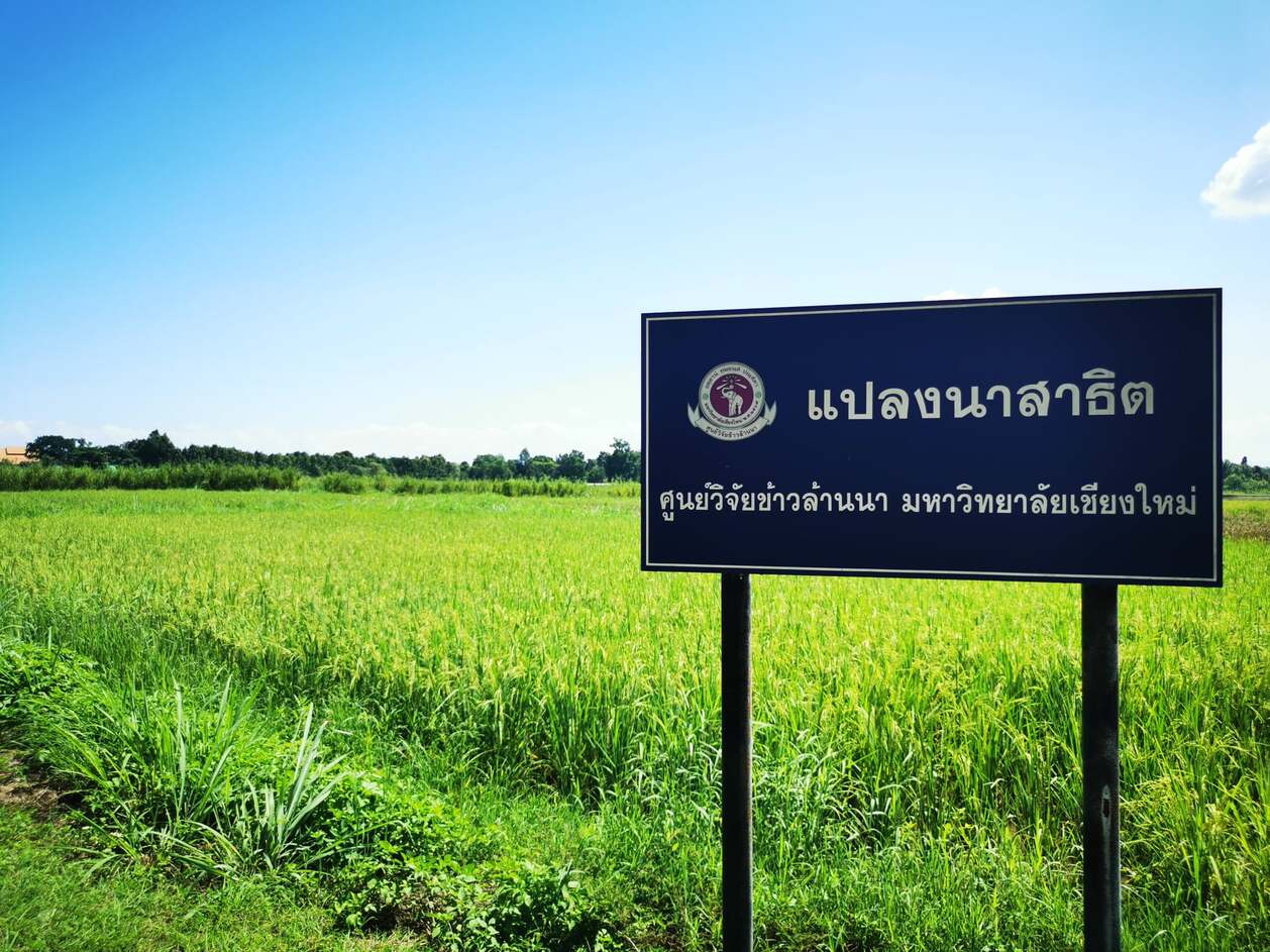 Hub of Rice ศูนย์วิจัยข้าวล้านนา มหาวิทยาลัยเชียงใหม่